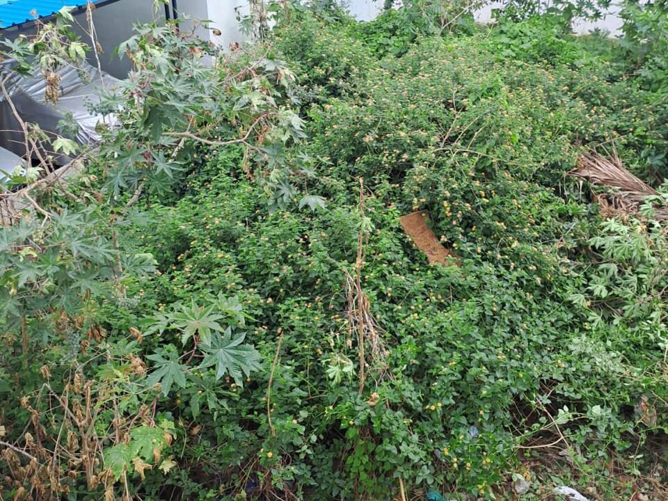 WhatsApp Image 2025-04-25 at 9.18.09 PM