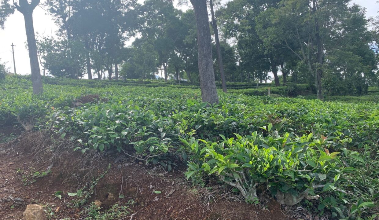 WhatsApp Image 2025-05-21 at 3.54.17 PM (1)